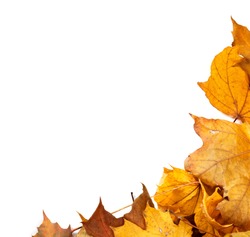 Autumn maple leafs background with copy space
