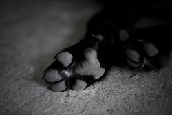Black and white dog paw pads. Close-up view.