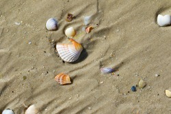 Brocken seashells on wet sand beach at hot sun summer day. View from above.