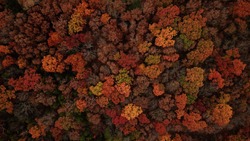 Aerial photo of fall leaves changing in Missouri.   High up photos of trees during season change.  orange, green, red, yellow tones in the trees.  birds eye view.  background photo.