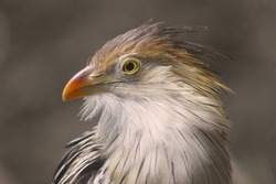 Guira Cuckoo (Guira guira), South America