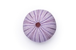 Sea Urchin Highly Detailed Macro Shot of Sea Urchin Shell on white background with faint shadow. Echinoderms. Sea Urchins. Purple Mauve Sea Urchin Shell. Detailed  Pen Tooled Clipping Path in JPEG

