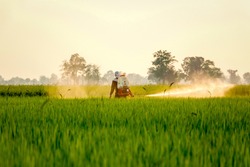 A field worker is spraying chemical fertilizer in the middle of a paddy field