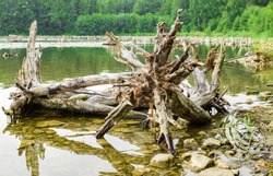 Large root of an old tree lies in the water. Dead trees in the lake.