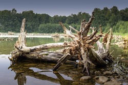 Large root of an old tree lies in the water. Dead trees in the lake.