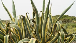 Agave americana, common names sentry plant, century plant, maguey, or American aloe grows in wild in Israel