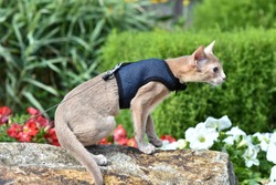 Young Abyssinian cat color Faun with a leash walking around the yard. Cute cat in harness sitting on the lawn. Pets walking outdoors, adventures on the green grass in the Park.