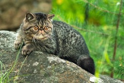 A cute brown tabby cat sits exotically on a large gray stone in the park on a summer day. The Persian kitten is afraid of traveling outdoors and looks around with fright
