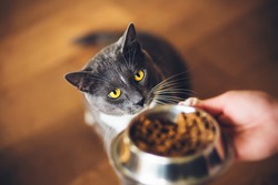  A cute grey domestic hungry cat with yellow eyes ask for dry food, which is in a bowl in the person's hand. Feeding a pet.