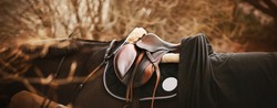 A bay horse with a dark mane is wearing a leather saddle, a dark saddlecloth, a black horse blanket and a bridle on an autumn day. Equestrian sports and ammunition.