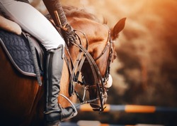 A rider rides a fast bay racehorse in the saddle, holding its reins with his hands on a sunny day. Equestrian competitions in show jumping. Horse riding.