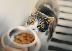 A cute striped hungry domestic cat with yellow eyes looks at a bowl of food that the owner gives him. Feeding a pet with delicious food.