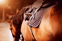 The bay horse is wearing a leather saddle, a dark saddlecloth and a stirrup on a sunny day. Equestrian sports and ammunition. Dressage competitions.