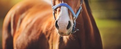  The nose of a small, playful bay horse with a blue halter on its muzzle, which stands in the middle of a field on a summer day, illuminated by bright sunlight. Livestock.