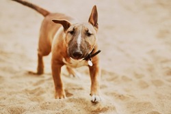  Cute ginger bull terrier puppy in a black collar happily runs along the sandy beach. A pet.