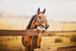 A beautiful bay horse with a halter on its muzzle stands in a paddock with a wooden fence against the background of the field and the sky. Agriculture and livestock. Horse care.