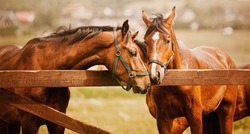 Photo of tenderness among beautiful bay horses. Equestrian life on the farm. Agriculture and horse care.