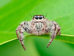 This is a hairy spider species and a part of the jumping spider family. It is large and hence is occasionally known as giant spiders.Hyllus is a genus of the spider family Salticidae (jumping spiders)