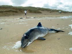 Marine stranding Bottle nose dolphin calve Constantine Bay Padstow Cornwall Fishing nets        
