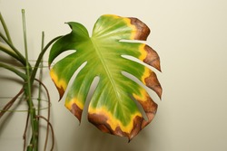 Withering Monstera deliciosa plant leaf. Transition of color. Indoor plant care.