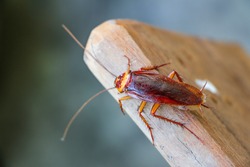 Cockroach on wooden 