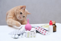 A red-haired cat sitting in front of a pile of medicines and playing with a rubber medical enema. Pet treatment concept.
