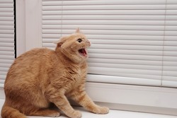 An angry red cat with an open mouth on the windowsill, baring her teeth. A dangerous pet. Rabies in animals.