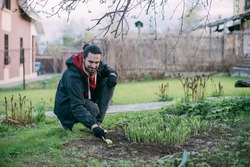 A young man takes care of the sprouts of a flower in a flower bed in the garden in spring. Gardener, homeowner in home clothes loosens the ground with a small rake in a flower bed with perennial hosta