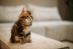 The kitten of the striped Kuril bobtail sits quietly on a light sofa. A small, thoroughbred cat in the home interior during the day