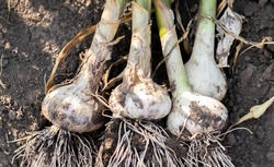 Young garlic with roots lying on garden soil. Collection of Lyubasha garlic in the garden. Agricultural field of garlic plant. Freshly picked vegetables, organic farming concept. Organic garlic