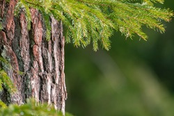 Pine tree trunk bark with spruce tree twigs in front of it. Coniferous forest texture background. Rough pine tree bark. 