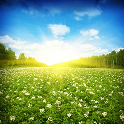 Blooming potato field,sun and trees on background.