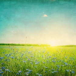 Grunge image of sunset over agricultural field with blue cornflowers.