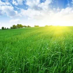 Field of grass,blue sky and sun.