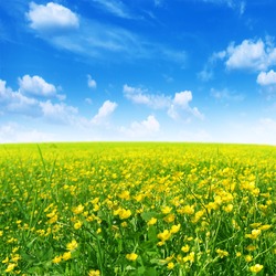 Spring flower field and blue sky.
