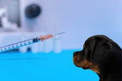 Rottweiler profile head with syringe, vaccine and microscope out of focus background isolated in blue and white color.