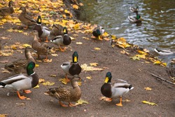 Wild ducks on the lake shore in the park, mallard, gray female and male ducks in the wild swim in the lake in autumn