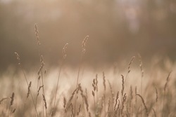 Dry grass in summer field in warm pale sunset light in countryside with bokeh on background