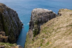 Cliffs at Cape St. Mary's Ecological Reserve where thousands of northern gannets are nesting.