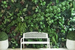 white seat armchair on vertical garden decoration on background. Mix artificial ivy and fern tree on wall background