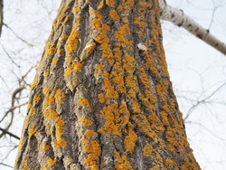 Yellow lichen on the bark of a tree. Tree trunk affected by lichen. Moss on a tree branch. Textured wood surface with lichens colony. Fungus ecosystem on trees bark. Common orange lichen. Soft focus.