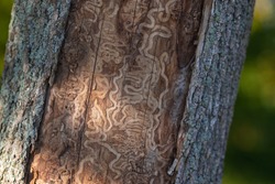 Close up macro of trunk of a dead tree damaged by emerald ash borer insect - invasive specie in North America (Canada, USA, United States).