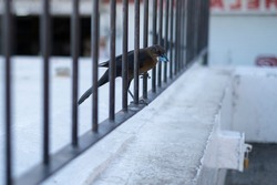 Close up shot of a bird on a city street holding picking up cigarette butt in the beak to build a nest. Selective focus, blurred background and foreground.