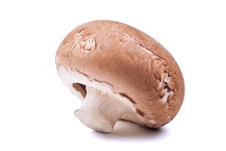 Single brown champignon mushroom isolated on white background. Close up