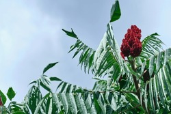 A tall ornamental plant Rhus typhina, a red flower of the sumac tree. The red flower of the sumac tree. Horned sumac, or fluffy sumac, vinegar tree Rhus typhina
