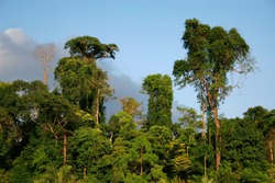 ainforest in Andaman islands, India