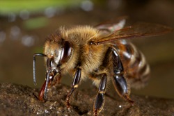 European honey bee drinking water from wet soil