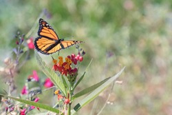 Photograph of a Monarch Butterfly in flight over Milkweed in the garden
