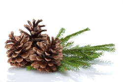 Pine cones and needles, close up
