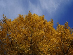 Low angle view of yellow leaves on tree top against sky